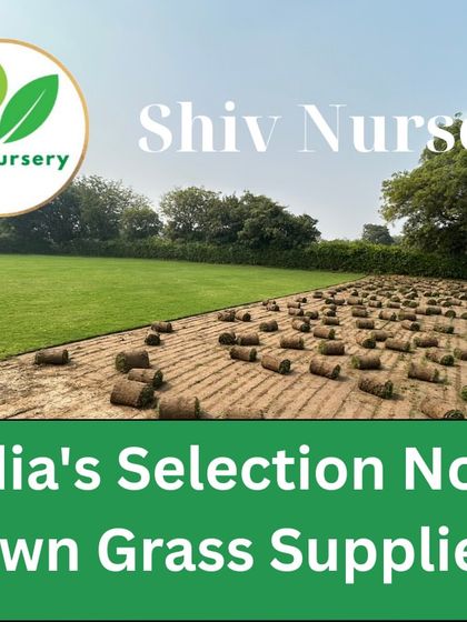 This is my Selection No. 1 Lawn Grass, a premium variety known for its evergreen beauty and soft feel. I supply it across India.