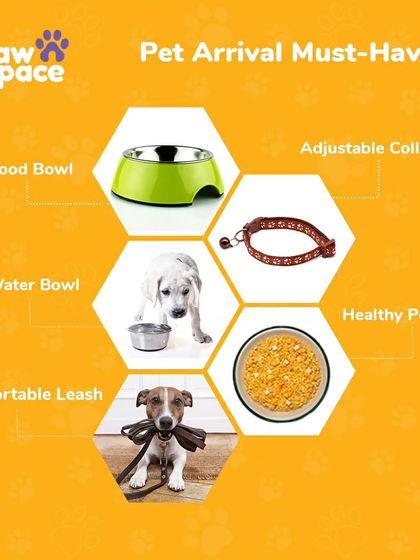 PawSpace - Dog Walking Essential Pet Care Tips photo 6