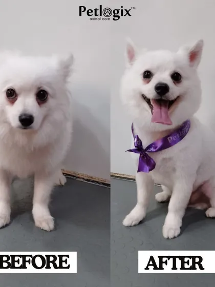 An absolutely stunning transformation. Our expert touch brings out the best features of your pet, leaving them looking their absolute best.
