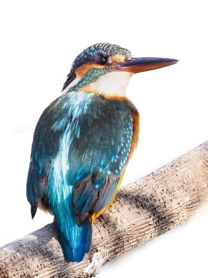 The same female Common Kingfisher in color, showing its vibrant blue and orange plumage. The orange on the lower mandible identifies it as female.