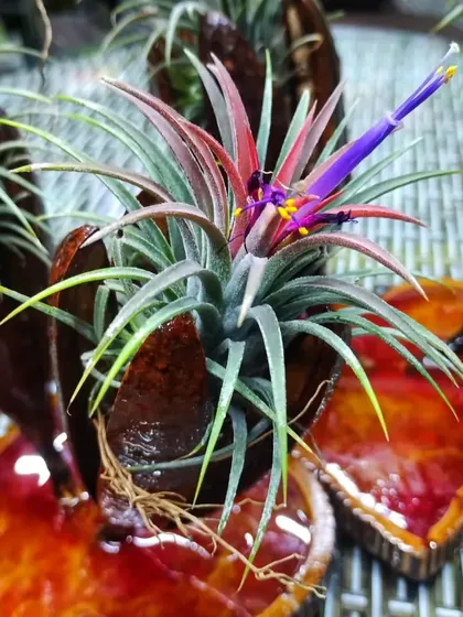 The intricate flower of a Tillandsia air plant. These plants prove that you don't need soil to enjoy beautiful blooms.