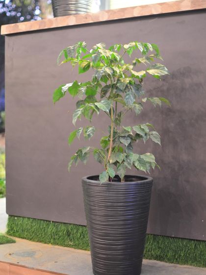 Pots, Planters & Stands photo 12