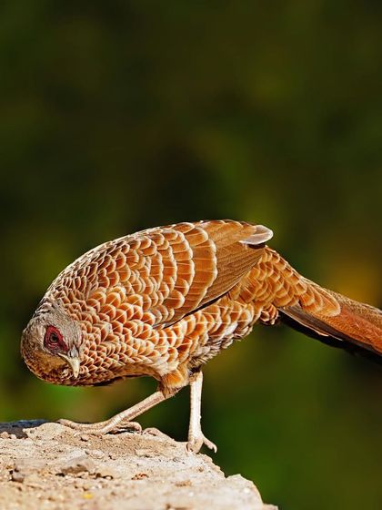A female Khalij Pheasant forages on the ground, her head bowed. The shot captures the intricate, scalloped pattern of her brown feathers in beautiful side light.