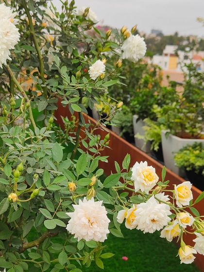 White climbing roses on a terrace, with the city skyline in the background. This juxtaposition of nature and urbanity is what I aim to create in my balcony projects.