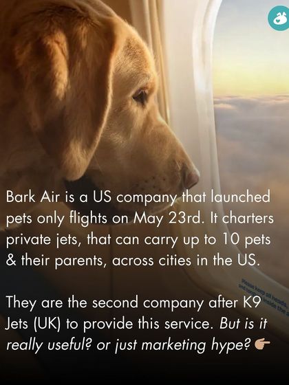 The Pack - Pet Parent Education & Workshops Awaara Nahi, Humara Hai: Community Dog Advocacy photo 70