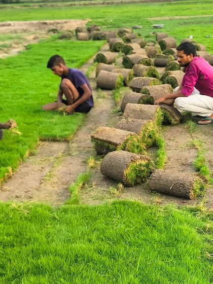 A wider angle of my team working on the farm. This shows the manual effort that goes into preparing your lawn.