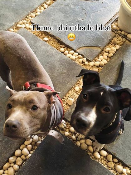 "Hume bhi utha le bhai." These two buddies are waiting for their turn to be cuddled, but not before some serious playtime with their friends at the cafe.