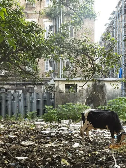 Another image of the current state of a courtyard in Ballard Estate, where a cow grazes amidst rubble. This highlights the urgent need for a structured approach to revitalizing these critical public assets.