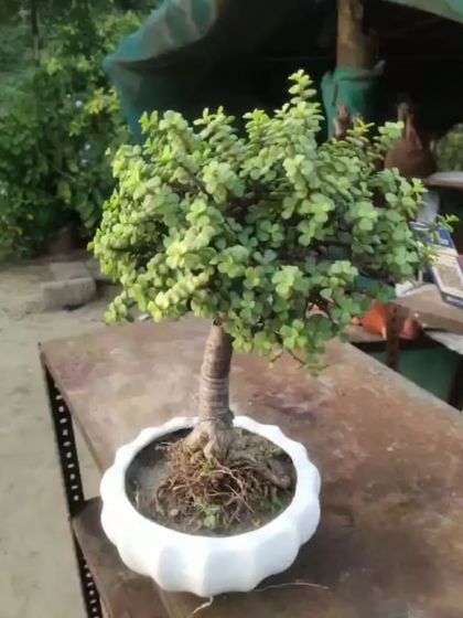 A Jade plant in a simple white pot, perfect for any home.