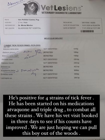 PL Paws - Animal Rescue & Rehabilitation How Your Donations Help: Our Medical Cases photo 53