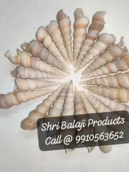 A fan of elegant spiral shells. Their unique shape adds a sophisticated touch to decorative candles, resin coasters, or bathroom decor.