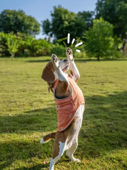 High paws for the birthday girl! June the Beagle reaches for the sky in this fun, interactive shot from her outdoor celebration.