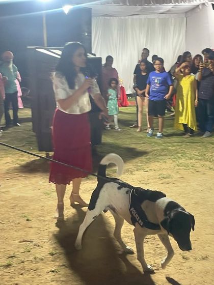 An Indie dog, proudly wearing a 'Police' harness, participating in the show. It was fantastic to see Indies being celebrated for their intelligence and trainability.