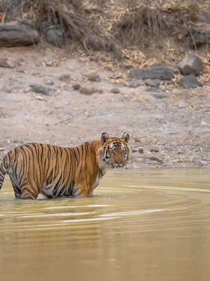 Pujari enjoying a summer afternoon dip. His story of return and reclamation is a fascinating chapter in Bandhavgarh's history.