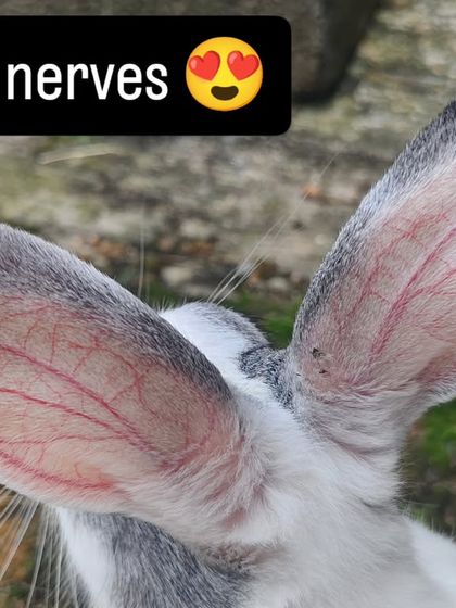 What nerves. The intricate details on a rabbit's ear are just incredible.