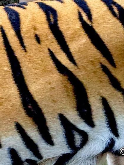 A close-up abstract of a tiger's flank, focusing on its unique stripe pattern. No two tigers have the same stripes, and they don't even match on both sides of their body. It is nature's perfect barcode.