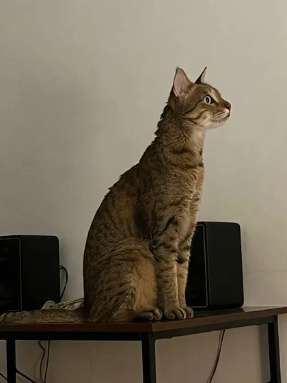 Puchka looking very statuesque. Cats will find and claim every available surface, and my home is set up to let them do it safely.