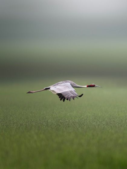 A Sarus Crane flying across a misty green field. The minimalist composition and soft focus convey a sense of freedom and tranquility.
