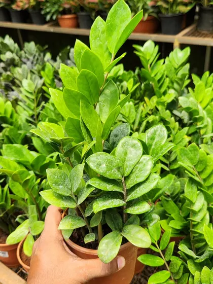The ZZ Plant is one of the most popular choices for office and corporate greening projects. It's not only stylish and low maintenance, but it's also an excellent air-purifying plant that helps create a healthier workspace.