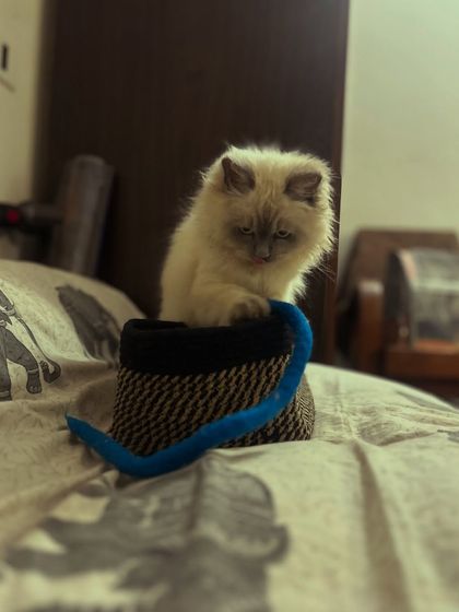 A curious kitten, Chameli, peeking out of a basket. I love watching them explore and find fun new places to play.
