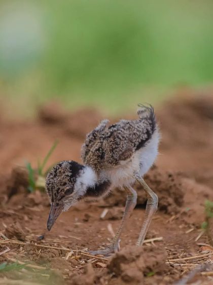 "Tender Moment." A month-old Red-wattled Lapwing chick munching on invertebrates in a field. It's a privilege to document these early moments of life.