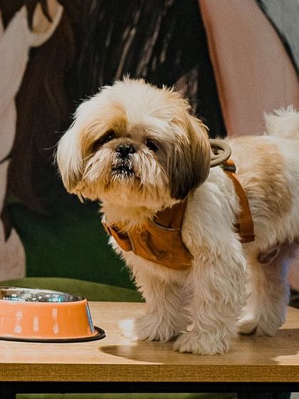 Our little resident Doobie posing with his food bowl on the table. He's a very important customer!
