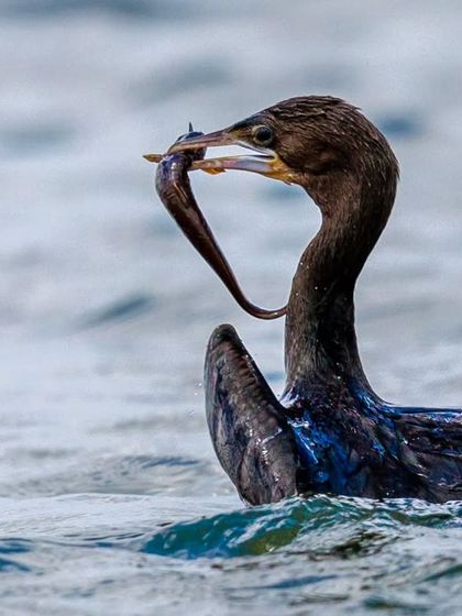 A Little Cormorant with a challenging meal, an eel. These expert divers are common residents of India's lakes and rivers.