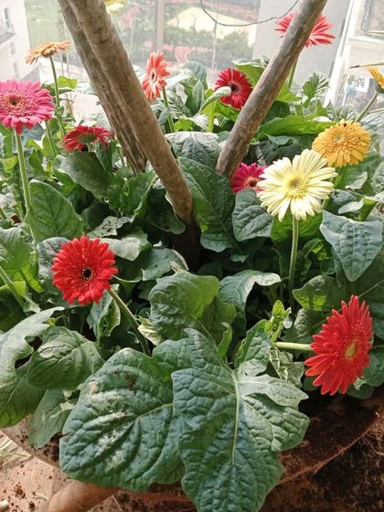 A beautiful pot filled with a variety of colorful gerbera daisies, a perfect centerpiece for a terrace or patio table.