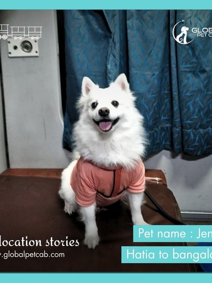 Global Pet Cab - Domestic Pet Relocation Train Travel: First-Class Coupe Journeys photo 35