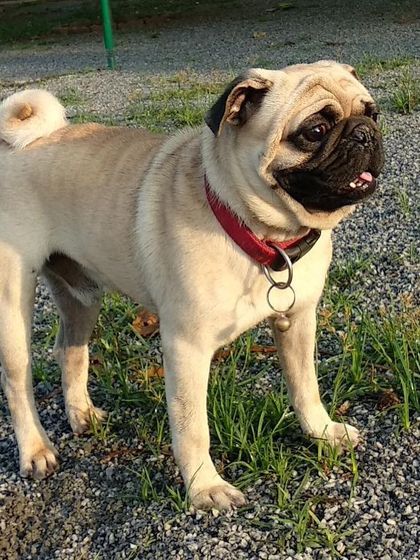 Petboro - Dog Boarding & Daycare Portraits of Our Happy Guests photo 3