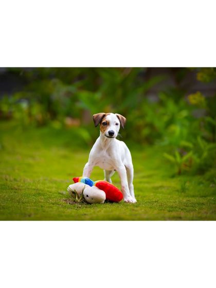 A full view of the playful puppy and his colorful toy, set against a lush green lawn.