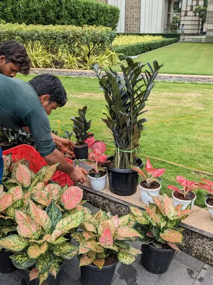 My team prepares the selected plants for potting. We have a variety of Aglaonema and the tall, dark Black ZZ plant, which will create a beautiful contrast in the final arrangement.