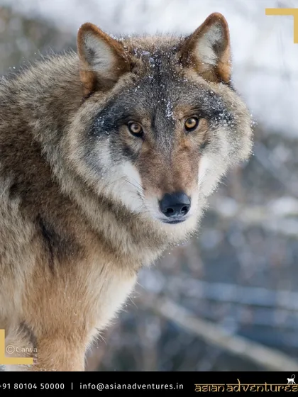 A Eurasian Wolf with a dusting of snow on its fur makes direct eye contact in the Mongolian steppes. Our international expeditions often include encounters with other formidable predators that share the Snow Leopard's habitat.