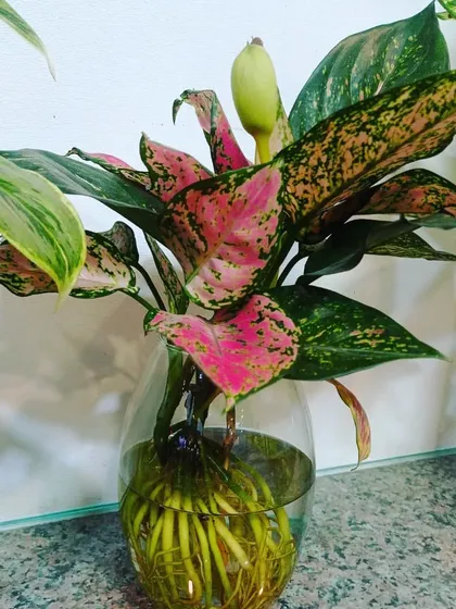 This pink-spotted Aglaonema is even starting to flower in its hydroponic vase. It shows how well plants can thrive in just water with the right care.
