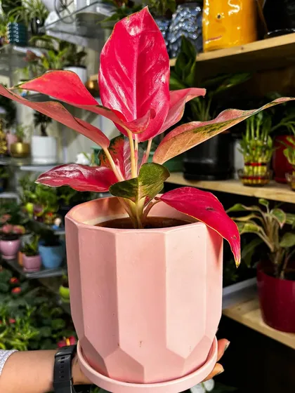 Just look at the stunning color of this Red Aglaonema. Paired with a modern, geometric pink ceramic pot, this plant is a perfect example of how I match beautiful plants with the right planters to create a true statement piece.