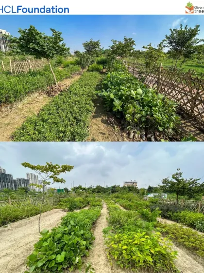 These images from Harit Upvan show the progress of our planting. The top photo shows young plants protected by bamboo fences, while the bottom shows a more established section with rows of healthy, growing trees.