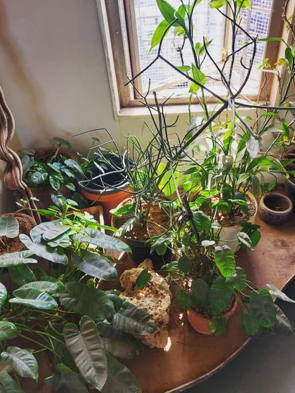 An overhead view showing the variety of foliage used in a corner makeover. You can see the different leaf shapes and shades of green, from philodendrons to pencil cactus, all chosen for their ability to thrive indoors.