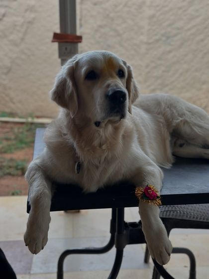 Therpup - Pet-Friendly Cafe & Restaurant Paw-ties & Celebrations photo 6