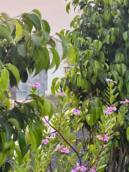 The lush green foliage of our plants provides a beautiful, natural texture and a sense of privacy.