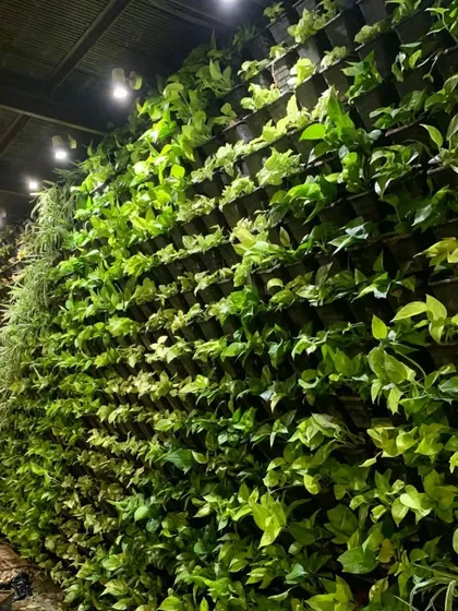 This large scale living vertical garden in Panchsheel Park, Delhi, shows the beauty of real plants. These walls are not just for looks; they improve air quality and provide natural insulation.
