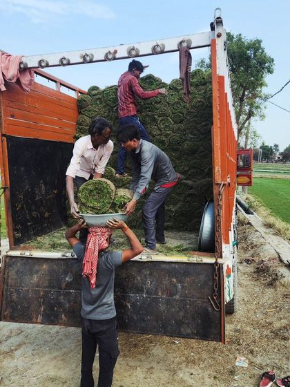 Delhi Gardner - Wholesale Plant & Turf Supply Natural Grass Turf: From Our Farm to Your Project photo 8