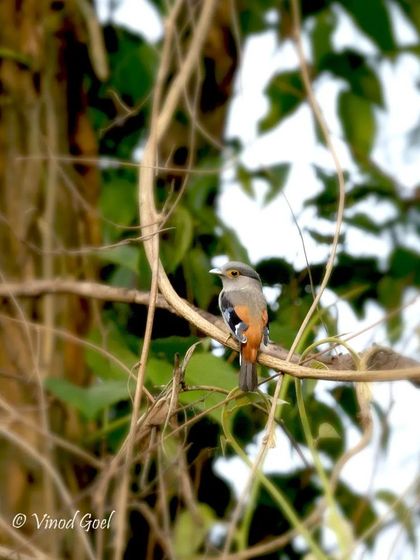 A beautiful Silver-breasted Broadbill perched in the dense forests of Manas. The Northeast is a paradise for bird lovers, offering chances to see species that are found nowhere else in the country.