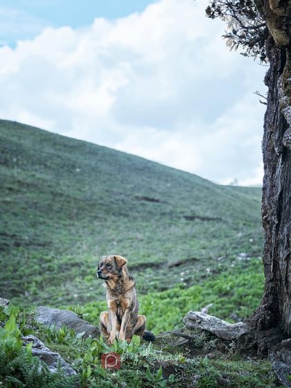 Pragalbh - Animal Rescue & Advocacy Photography Paws & Peaks: Outdoor Adventures photo 4