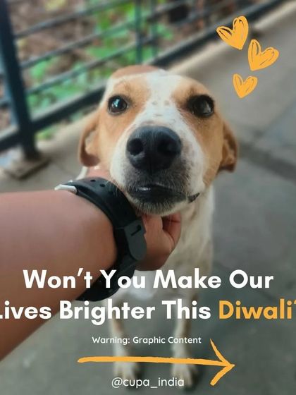 Cupa - Emergency Animal Rescue & Treatment Our Impact in Numbers photo 11