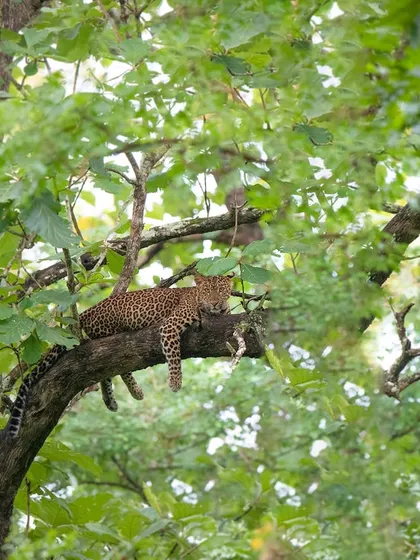 Another view of a leopard relaxing in the lush canopy of Kabini. The monsoon season provides a unique, soft light that is ideal for creating moody and atmospheric wildlife portraits.