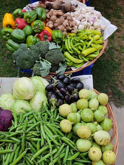 Baskets filled with a winter harvest of peas, cabbage, broccoli, bell peppers, and gourds.