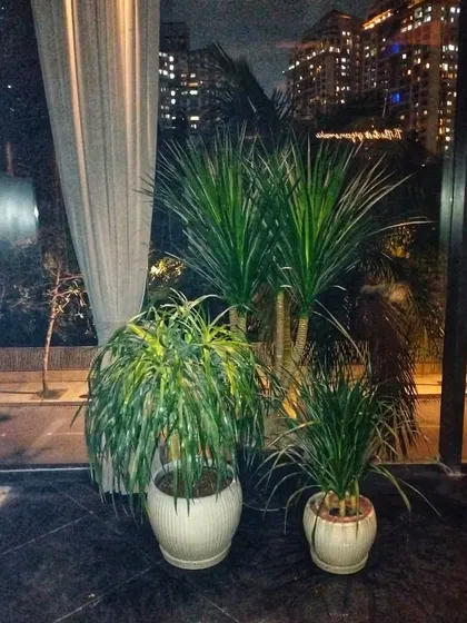 Placed by a large window, this group of plants enjoys ample light while framing the view of the city skyline. This arrangement enhances the connection between the indoor space and the world outside.
