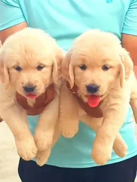 Dog Breeding