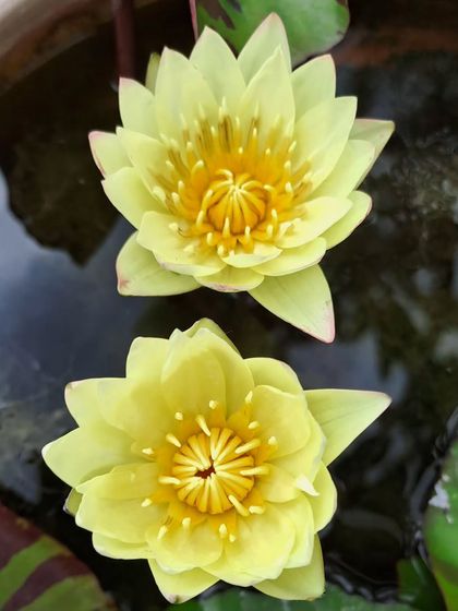 A pair of cheerful yellow water lilies floating serenely. Their bright color can light up any water feature, affirming that life is good.