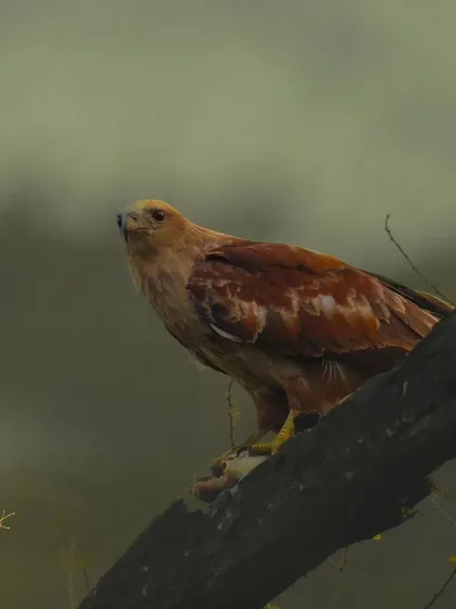 A Tawny Eagle perched on a branch with its prey, alert to its surroundings. This image captures a quiet moment of a powerful predator with its meal.